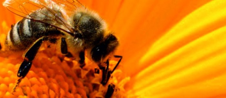 Przyjdź na wielki Dzień Pszczół w Gołuchowie - Zdjęcie główne