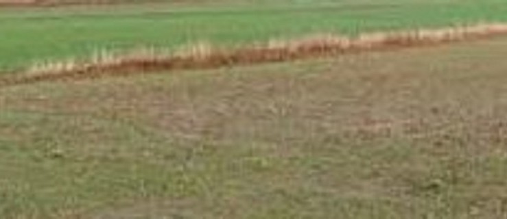 Pleszew. Jest zgoda. Miasto skupuje działki. Po co? - Zdjęcie główne