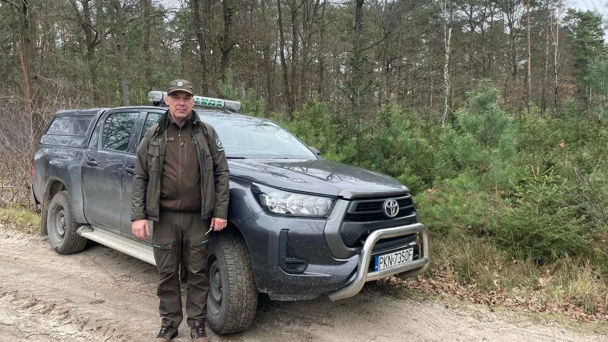 Za nielegalną wycinkę choinki z lasu grozi kara. Policja w powiecie pleszewskim wzmożyła patrole przed świętami - Zdjęcie główne