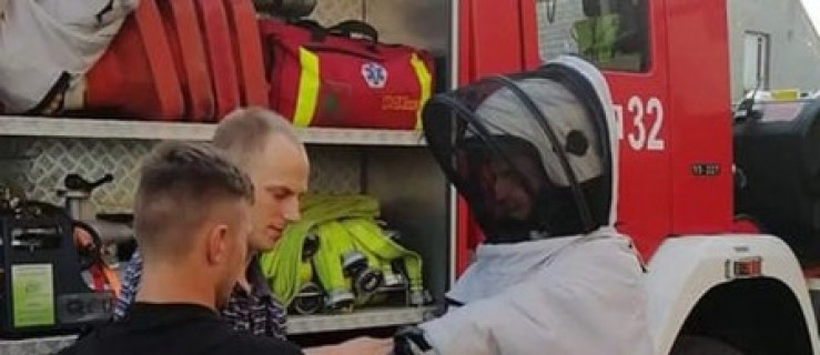 Agresywne owady w Sośnicy i Dobrzycy! Interweniowała straż!  - Zdjęcie główne