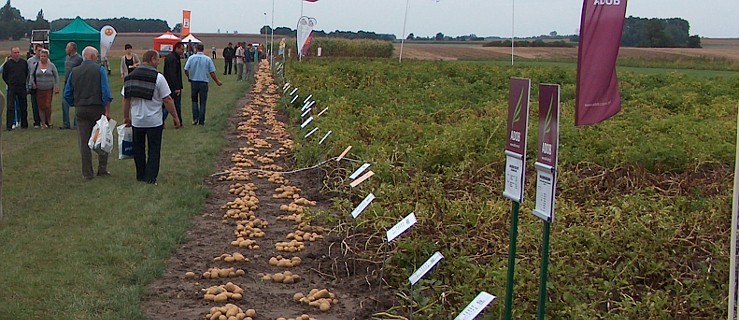 Marszew zaprasza na dni ziemniaka  - Zdjęcie główne