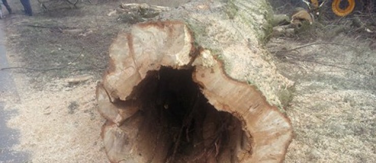 Wycinka drzew - Zdjęcie główne