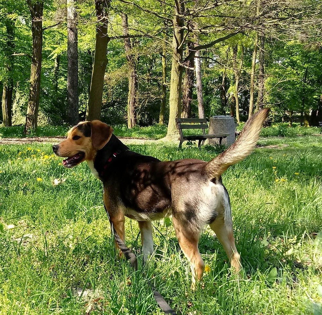 Spajk - Zdjęcie główne