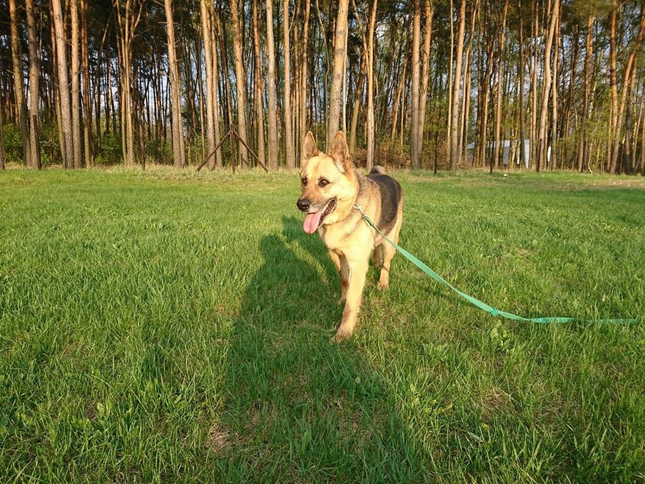 pieski - Zdjęcie główne