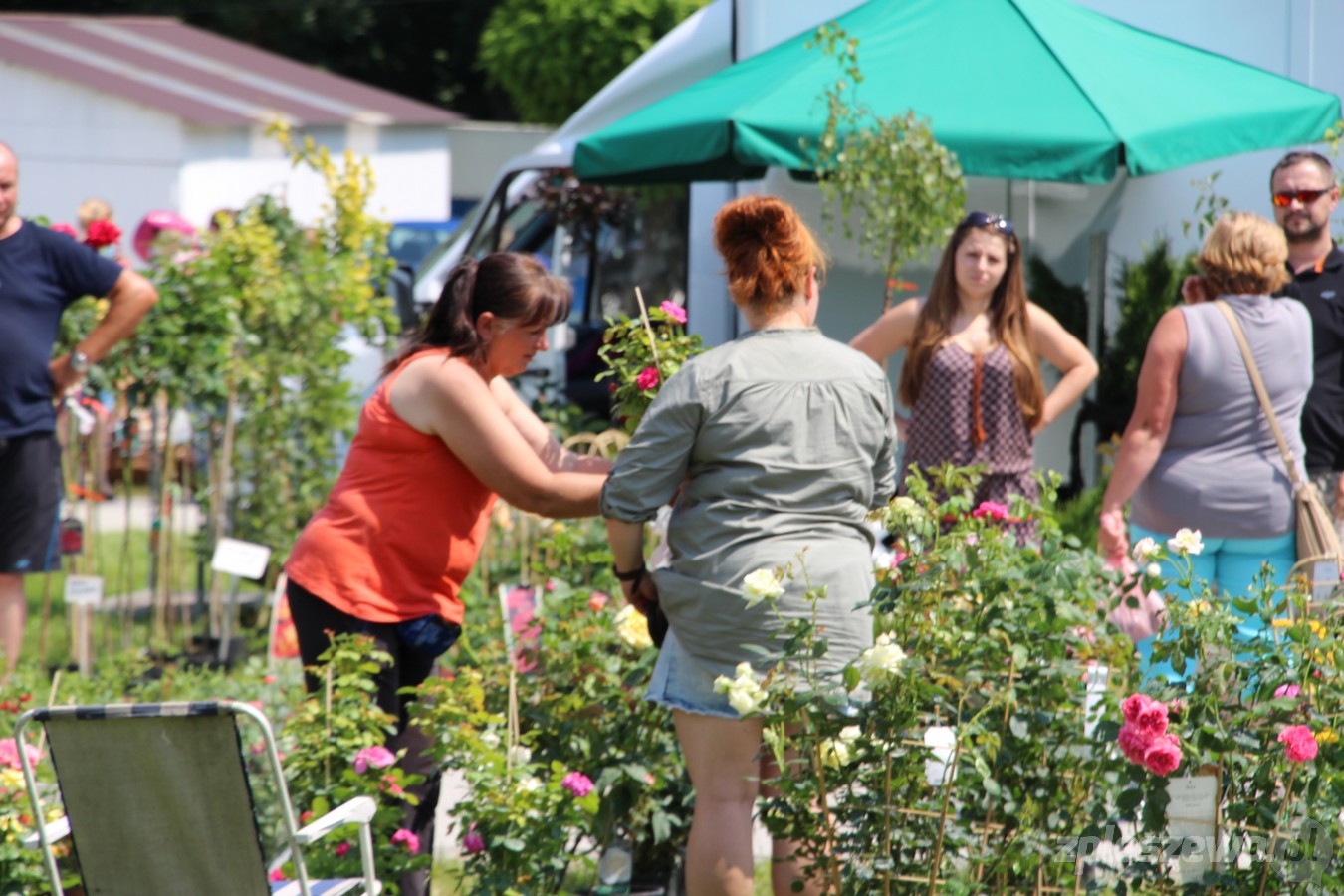 Marszew. Dni pola - Zdjęcie główne