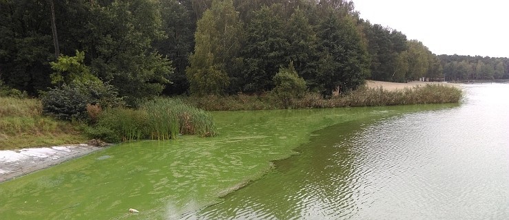 Woda zielona. Dlaczego rów ma pomóc? - Zdjęcie główne