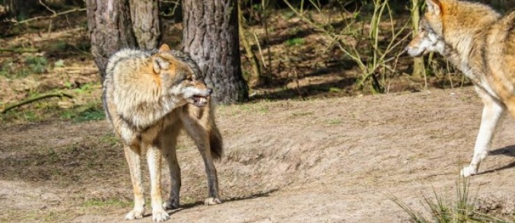 Populacja wilków powiększa się. Jest się czego bać? - Zdjęcie główne