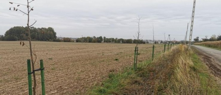 Pleszew. Baranówek. Zasadzono 210 drzew! - Zdjęcie główne