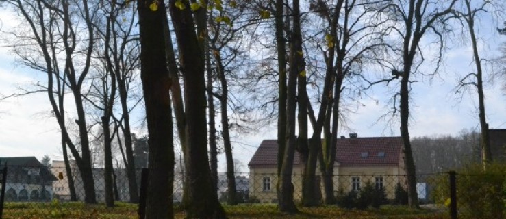 Usuną dwa drzewa przy plebanii w Gołuchowie - Zdjęcie główne