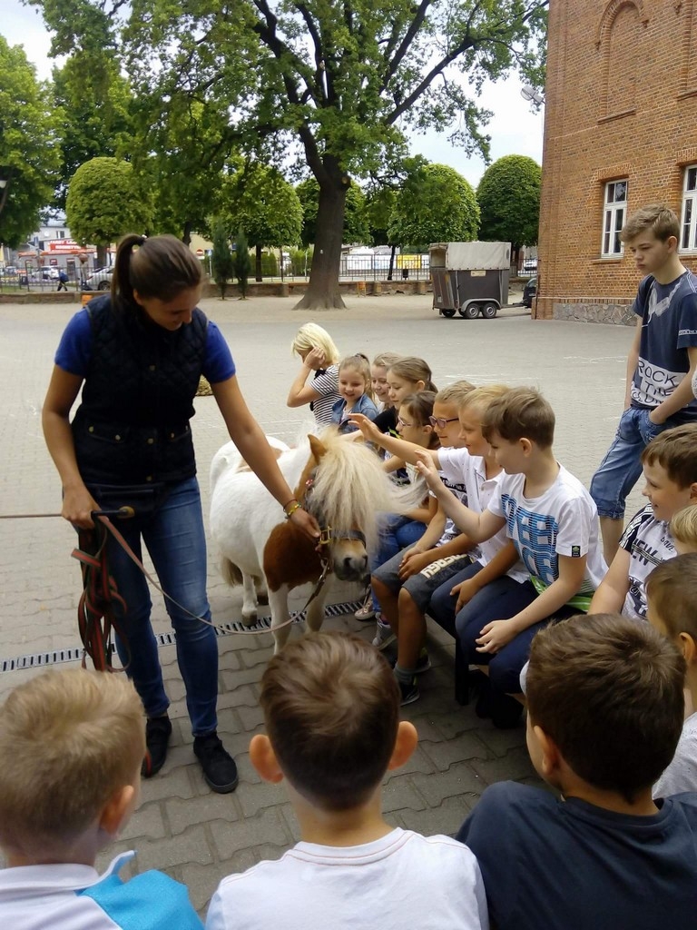 konik w szkole - Zdjęcie główne