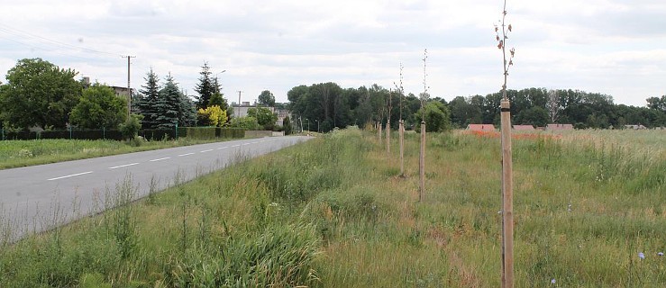 Będą nowe drzewka przy drodze Fabianów-Dobrzyca - Zdjęcie główne