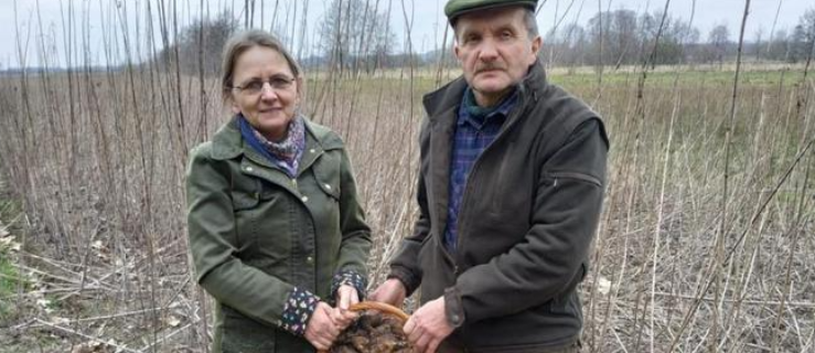 W Józefowie uprawiają niezwykłą roślinę. Topinambur - źródło zdrowia i młodości! - Zdjęcie główne