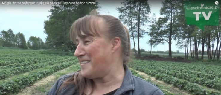 Uprawiają truskawki od 20 lat! Zobaczcie film o plantatorach z Nowej Kaźmierki [WIDEO] - Zdjęcie główne