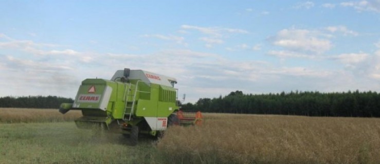 Słoma rzepakowa coraz cenniejsza - Zdjęcie główne