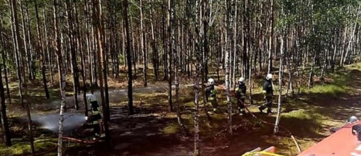 Pożar lasu w Gizałkach. Wyglądało groźnie - Zdjęcie główne
