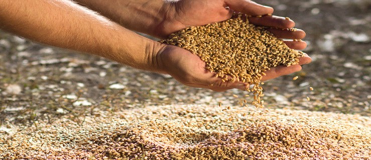 Podatek rolny niższy  - Zdjęcie główne