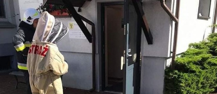 Czermin. W budynku urzędu zagnieździły się osy. Interweniowali strażacy - Zdjęcie główne