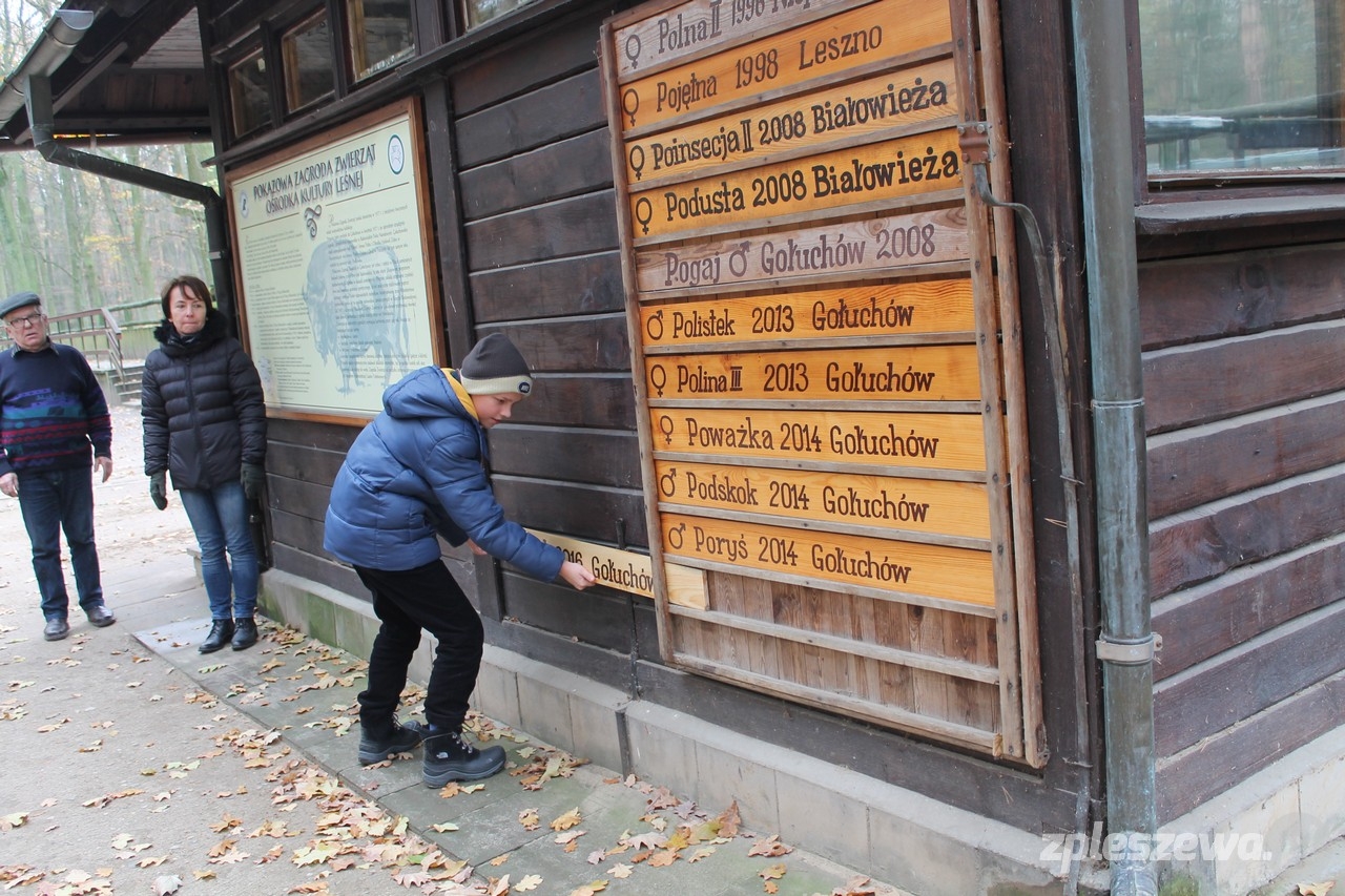 Żubry z imionami  - Zdjęcie główne
