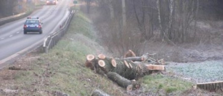 Gmina Gołuchów. Wycięli drzewa, uratują kierowców - Zdjęcie główne