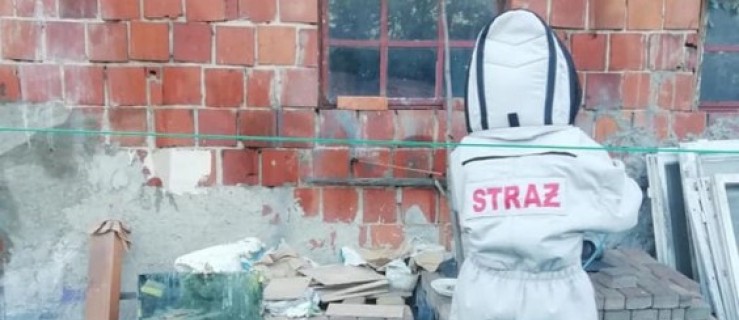 Szerszenie zagnieździły się w domku dla dzieci. Interweniowali strażacy! - Zdjęcie główne