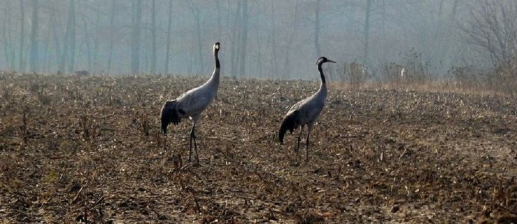Poznajecie? Niezwykłe, "dzikie" miejsce, tuż obok nas... Zobacz niesamowite zdjęcia! - Zdjęcie główne
