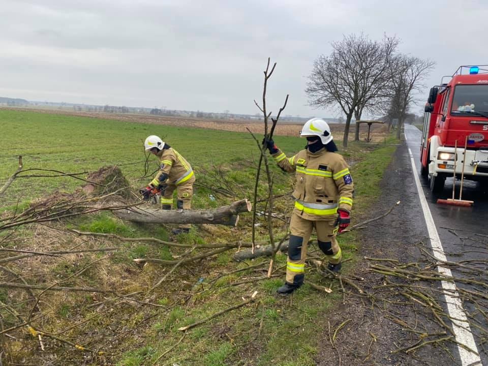 Drzewo przewróciło się na drogę. Interweniowali strażacy - Zdjęcie główne