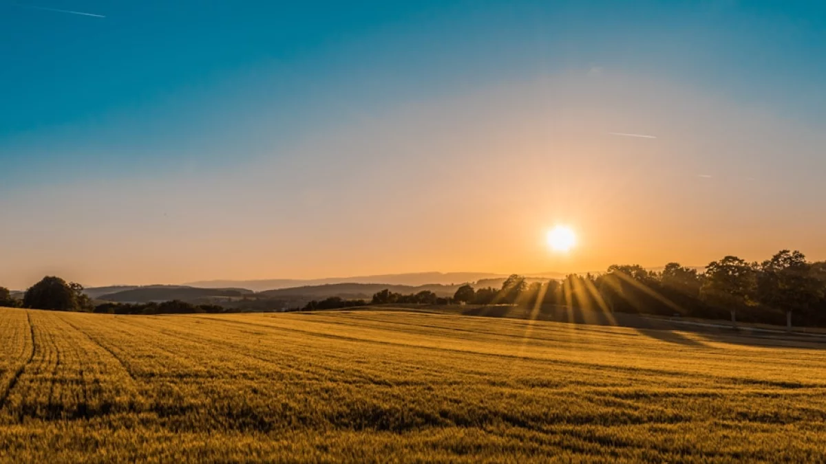 Kiedy i jak zwalczać mszyce, stonkę oraz miotłę zbożową?