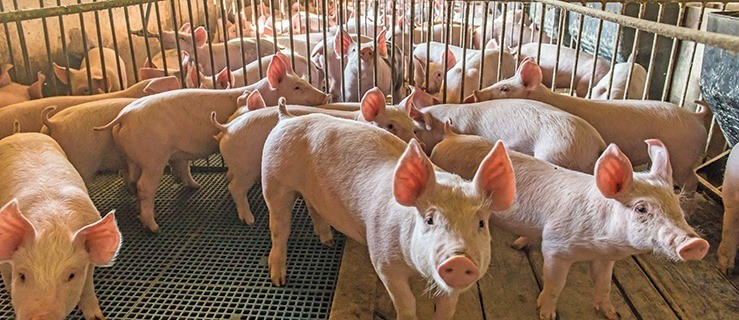 Mieszkańcy protestują. "To nie będzie smród – tylko fetor"  - Zdjęcie główne