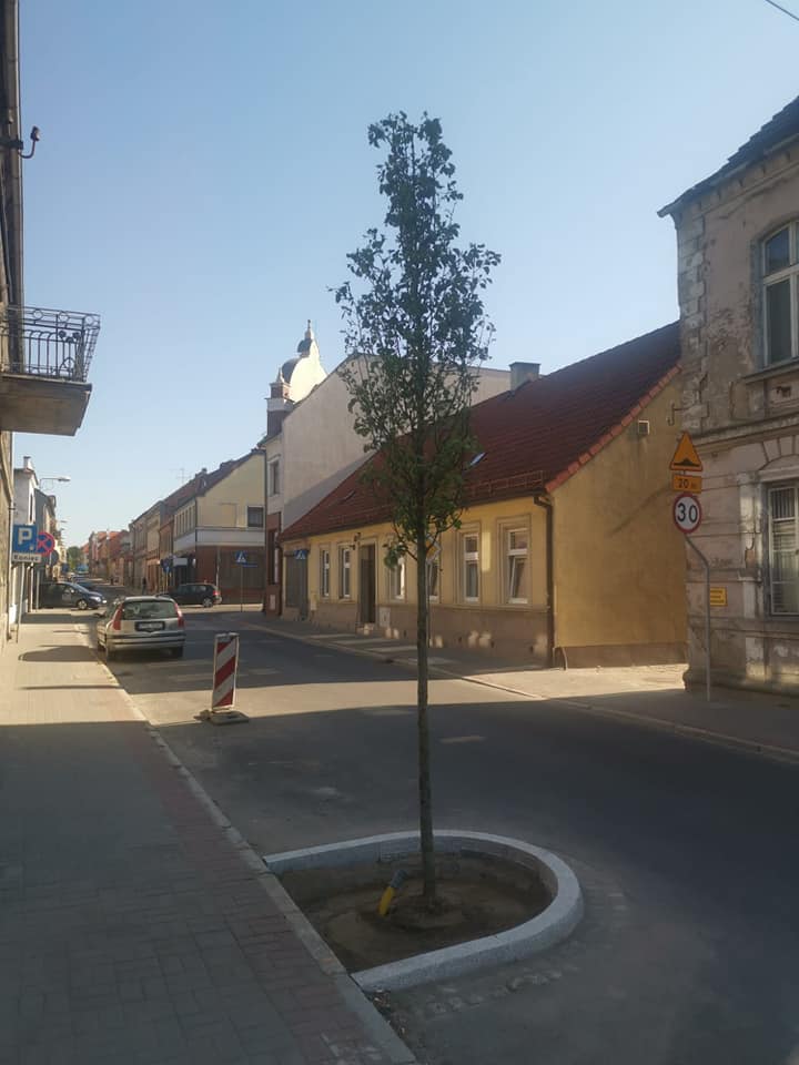 Na ulicy Sienkiewicza w Pleszewie nasadzono już nowe drzewa - grusze drobnoowocowe