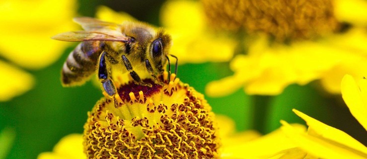 Chrońmy pszczoły! - Zdjęcie główne