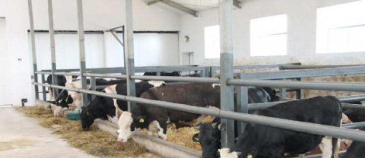 Rolnicy rezygnują z produkcji mleka - Zdjęcie główne
