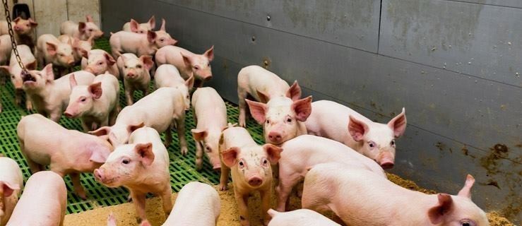 Chcą zmian w planach, bo nie chcą chlewni - Zdjęcie główne