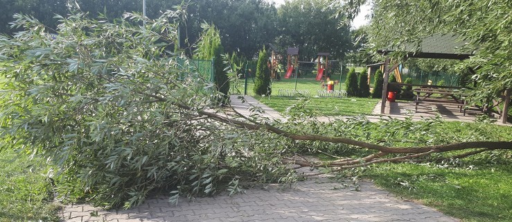 Dobrzyca. Spadł konar. Interweniowali strażacy - Zdjęcie główne