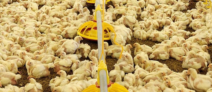 Wyhodują 5 mln kurczaków rocznie - Zdjęcie główne