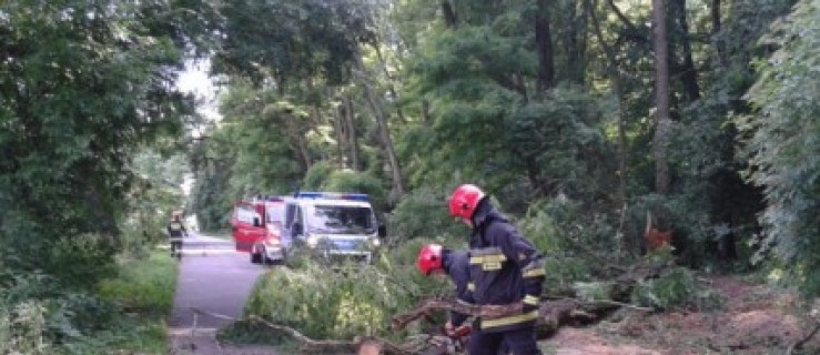 Drzewo runęło na auto [ZDJĘCIA] - Zdjęcie główne