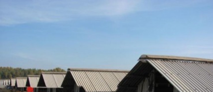 Wkrótce decyzja dotycząca norek  - Zdjęcie główne