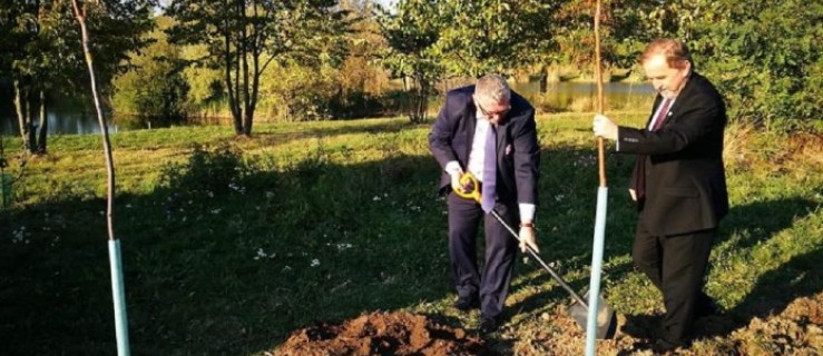 Powiat pleszewski. Nasze gminy dostały pieniądze na drzewa miododajne - Zdjęcie główne