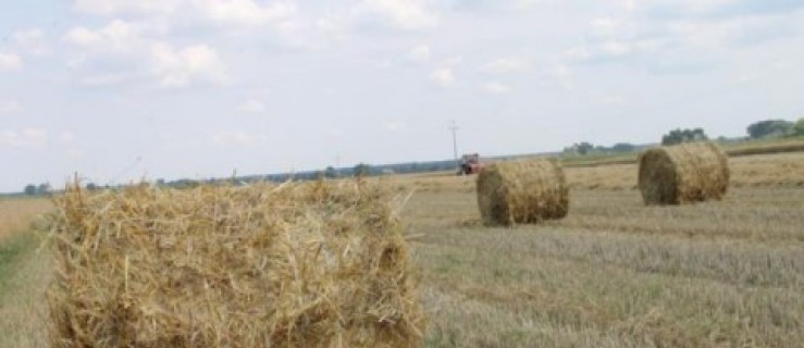 Złodziej na polu - Zdjęcie główne