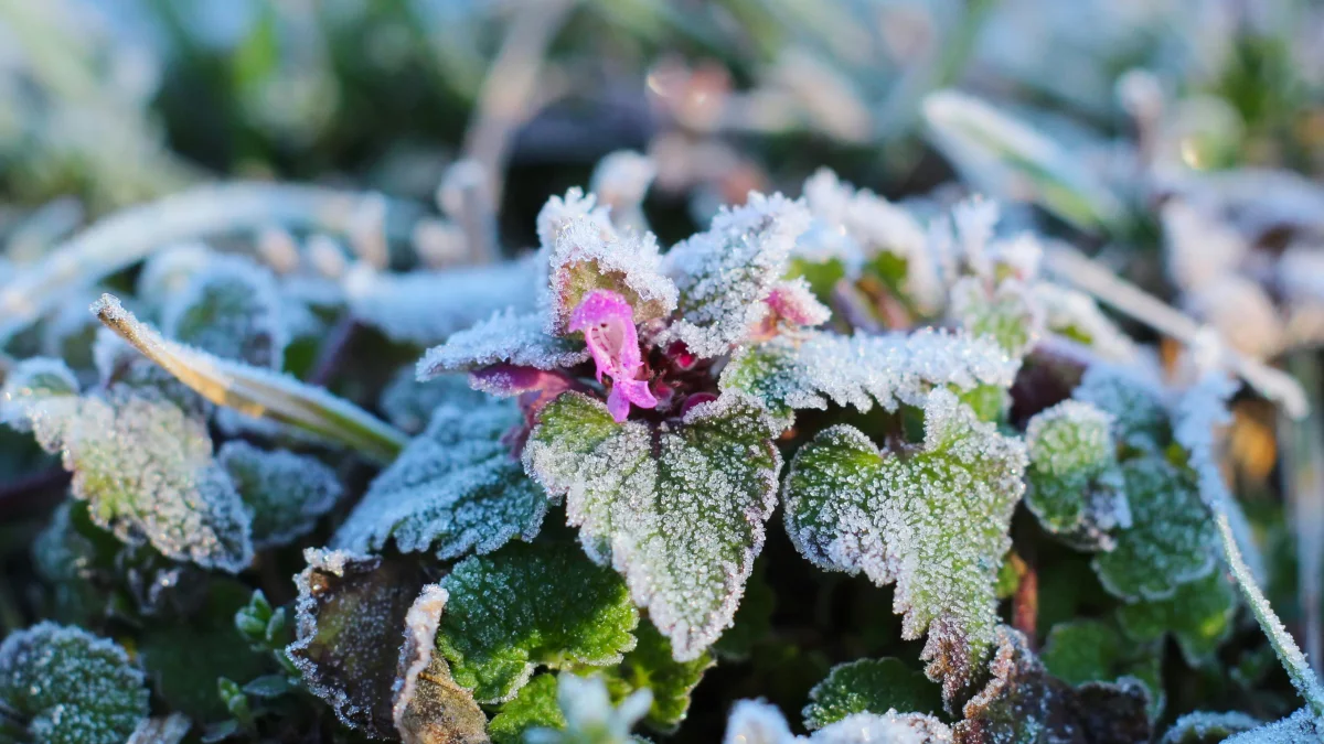 Przymrozki w powiecie pleszewskim – IMGW wydał ostrzeżenie. Temperatura znów spadnie poniżej zera
