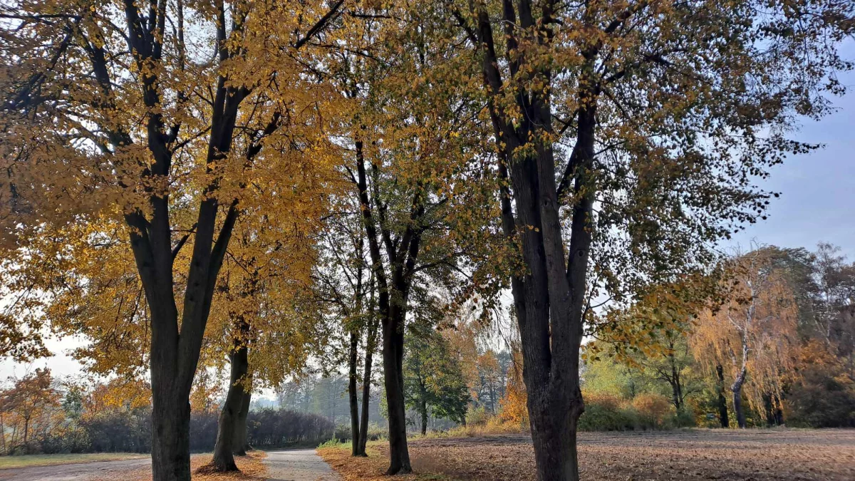 Pogoda w powiecie pleszewskim. Jakie są prognozy na 1 listopada? - Zdjęcie główne