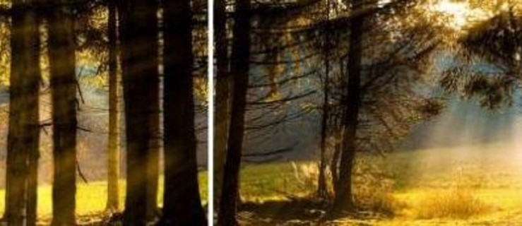 Ośrodek Kultury Leśnej w Gołuchowie zaprasza do słuchania i pisania leśnej poezji - Zdjęcie główne