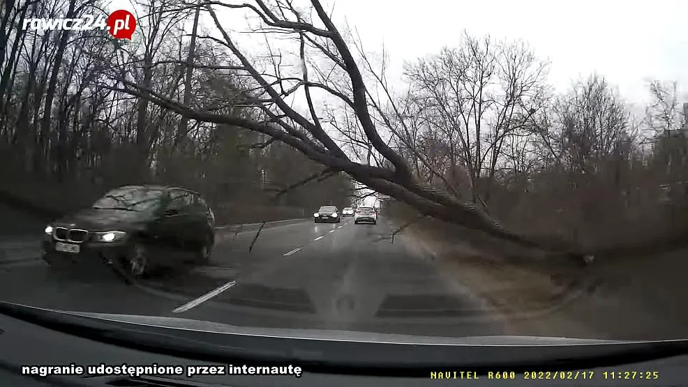 Auta jadą w wichurze. Nagle ogromne drzewo się przewraca na jezdnię [WIDEO]  - Zdjęcie główne