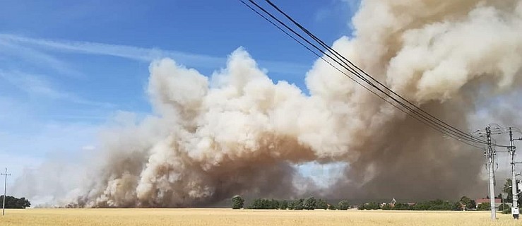 Pożar zboża na pniu. Strażacy w akcji - Zdjęcie główne