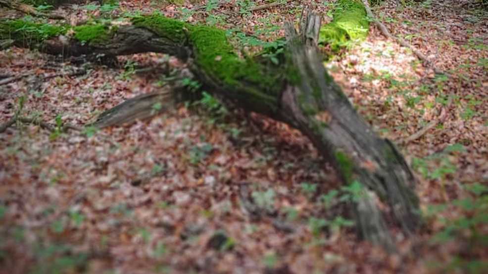 Poszli do lasu na grzyby, znaleźli ludzkie szczątki  - Zdjęcie główne