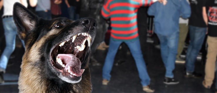 Pijany przyprowadził na koncert agresywnego psa - Zdjęcie główne