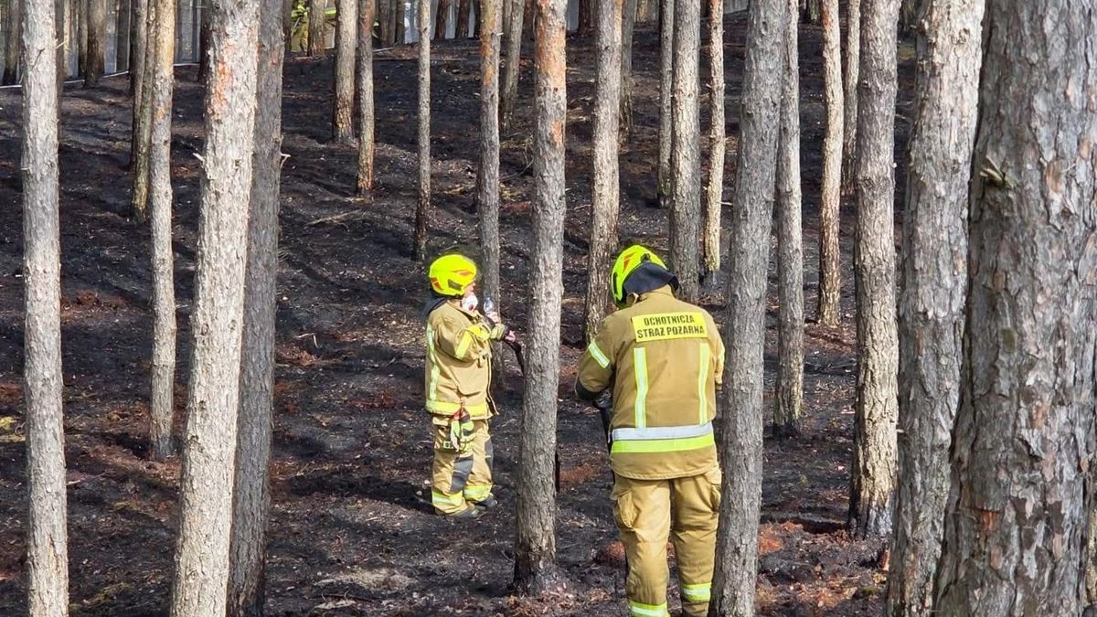 Wystarczyła chwila, by spłonął las wielkości 6 boisk! Dramatyczny apel leśników z Wielkopolski