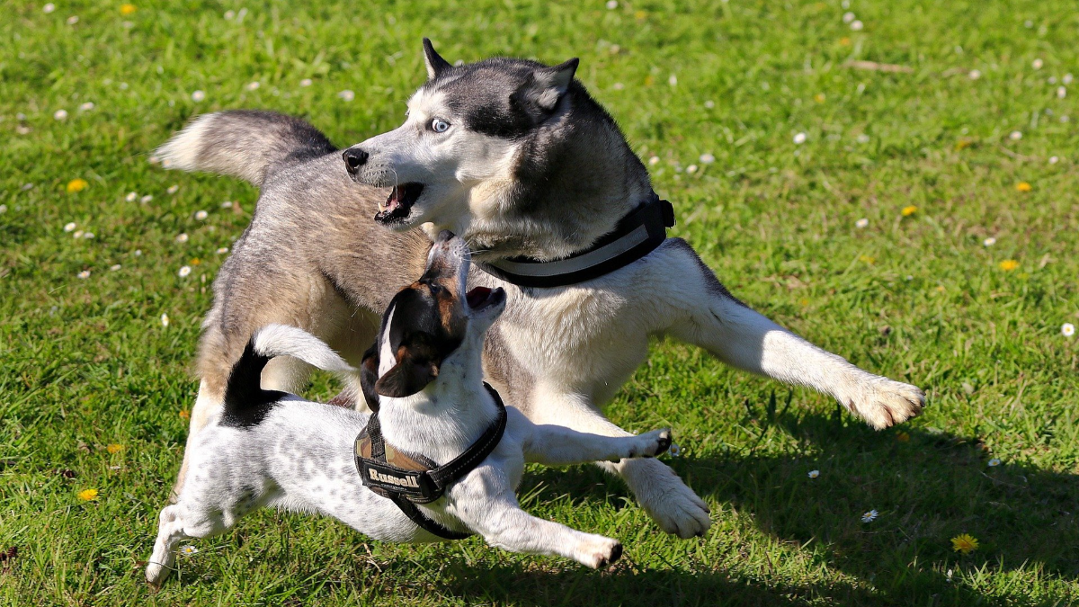 Husky znowu zaatakowały - tym razem ofiarą nie była kobieta - Zdjęcie główne