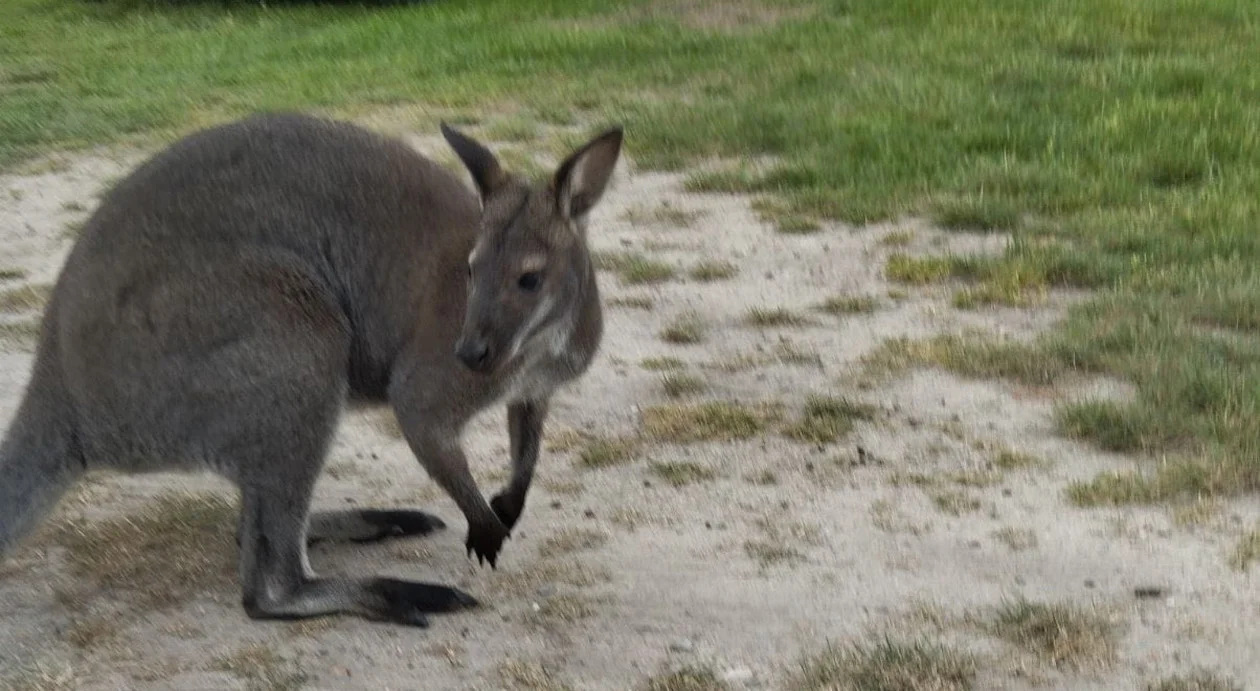 Odnaleziono kangura Lulusia. Kilka dni "grasował" po wielkopolskich lasach - Zdjęcie główne