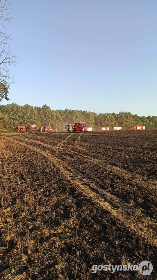 Gajewo - powiat śremski. Pożar zboża na pniu w Gajewie. Z ogniem walczyli strażacy z kilku powiatów: gostyńskiego, śremskiego, jarocińskiego, poznańskiego