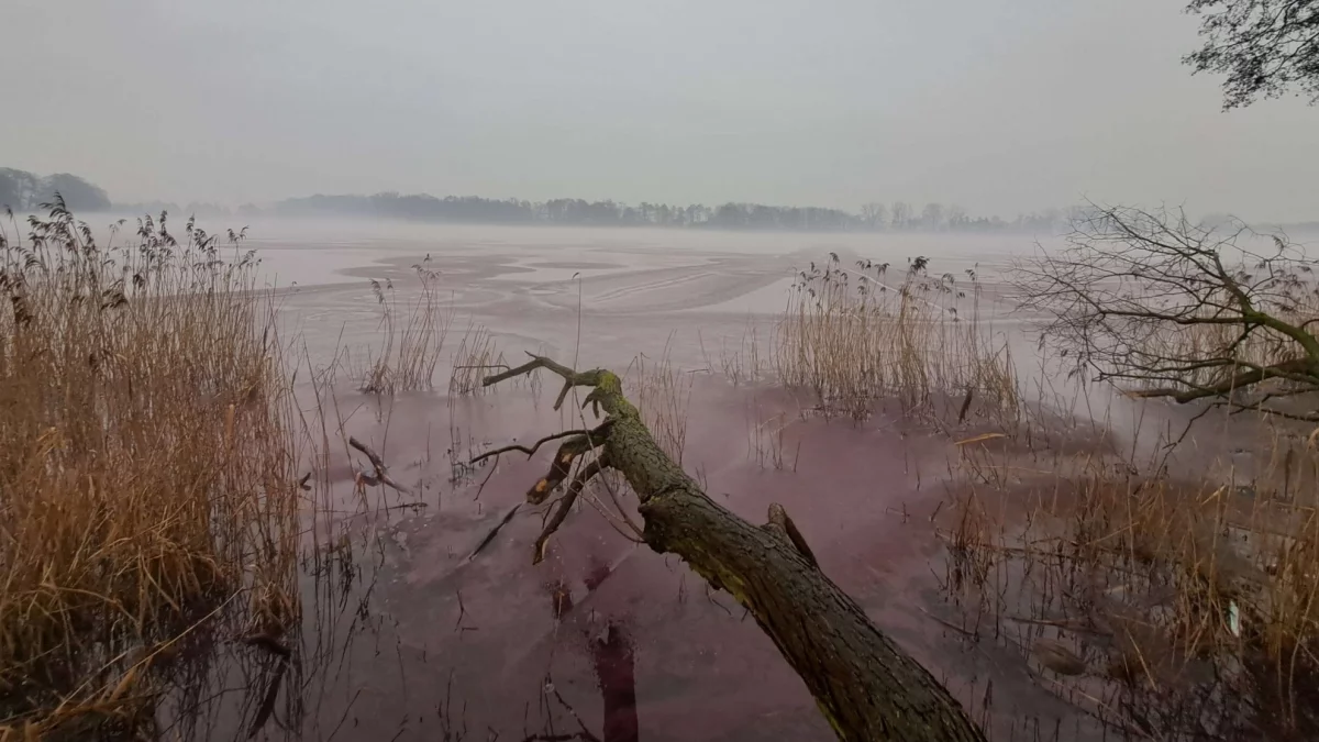 Jezioro przybrało różowy kolor. Niezwykłe zjawisko przy granicy z Wielkopolską - Zdjęcie główne